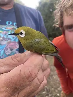 A small olive-green bird with a distinctive white eye-ring perched on a person's hand