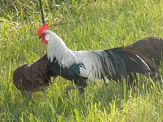 Silver duckwing bantams
