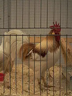 Bantam cock