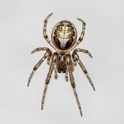 Zygiella x-notata