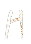 Image 41Fungi within Zygomycota form progametangia with suspensors during mating (from Mating in fungi)