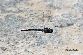 Zygonyx torridus photographed in the wadi