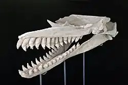 Side-view of the skull with the snout facing left, with a flat top and a small upward slope on the right side above the eye socket. All of the teeth are noticeably lighter below a certain point