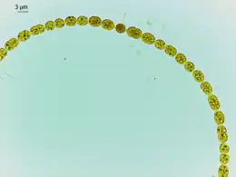 Anabaena is used as a model organism to study simple vision[69]