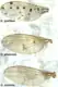 Wing vein and melanin deposition of Drosophila quinaria species group members