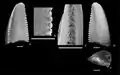 Dromaeosauridae tooth with small denticles along the cutting edge. Scale bars are 1&nbsp;mm.