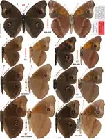Junonia stemosa sp.n. compared with Junonia nigrosuffusa