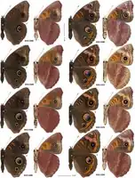 Wing pattern variation in Junonia stemosa