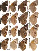 Junonia stemosa sp.n. compared with Junonia coenia and Junonia grisea