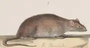 Drawing of brown mouse