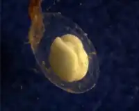 A cream-white egg in a gelatinous capsule before a dark background.