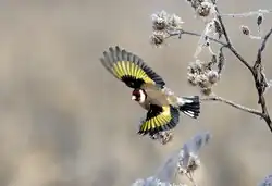European goldfinch, Trentino