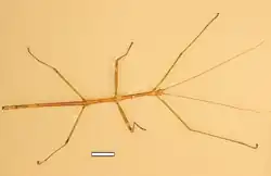 Light brown insect with splayed, widely spaced legs