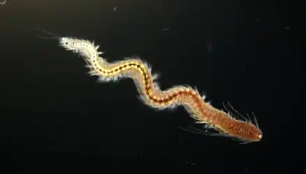 swimming worm, gradienting from a yellow tail to brown head