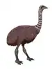 Elephant bird restoration