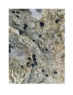 in the intertidal zone