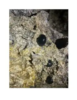 on the rocks