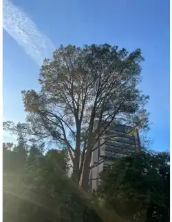 A Torrey Pine in front of the school of dentistry