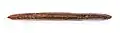 Inscribed edge, color