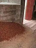 Cocoa in fermentation process