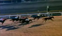 Screenshot from Global Impact: The Rise Of The Japanese Thoroughbred showing the end result of the 1981 Japan Cup - the winner, Mairzy Doates, can be seen passing the post, comfortably ahead of the best performing Japanese horse Gold Spencer