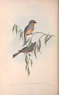 Gilbert's Pachycephala in The birds of Australia (1840) by John Gould