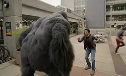 A gorilla approaches a college aged Barrack Obama