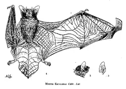Drawing of a bat, seen from below, with its right wing folded. The head and ear are shown separately.