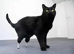 A black cat standing in a white room. Its two hind paws are replaced with metallic prostheses.