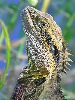 Australian water dragon, Brisbane